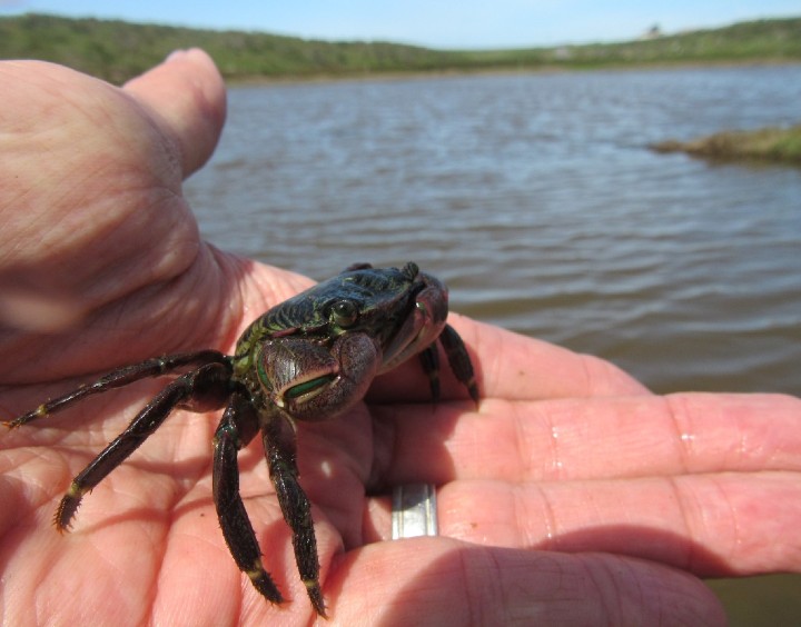 Striped Shore Crab